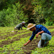 Agricultura-Familiar-Guatemala-ONU-Economia-1-885×500