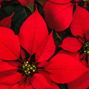 Captura de pantalla 2025-11-26 121528