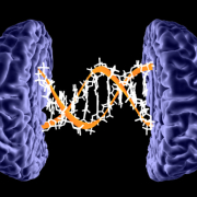 cinco-inteligencias-cerebro-wide